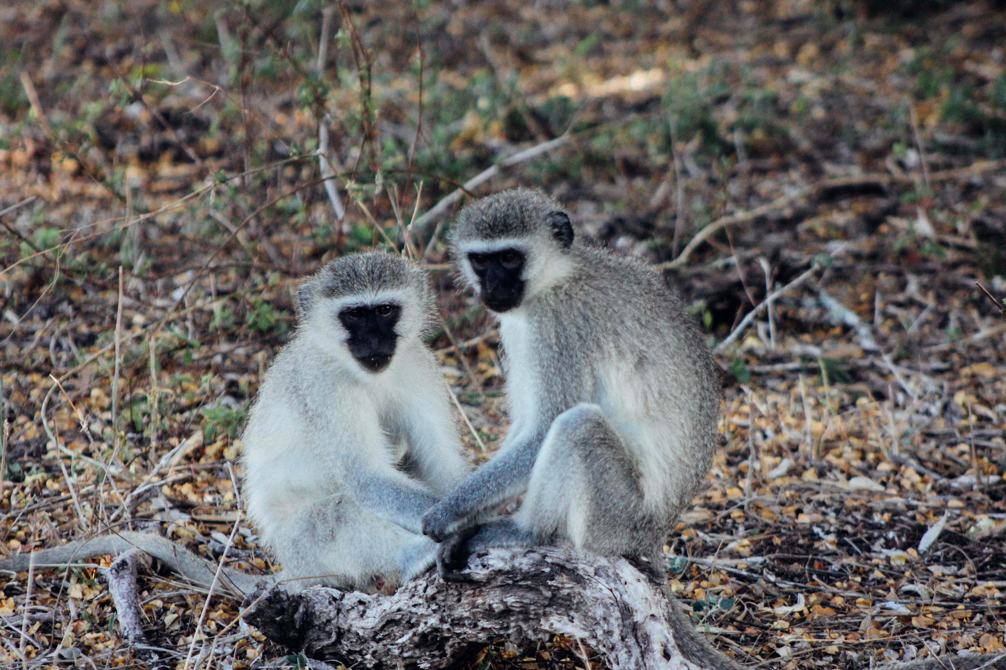 Vervet monkey,  Kruger National Park